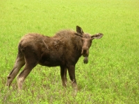 Young bull moose